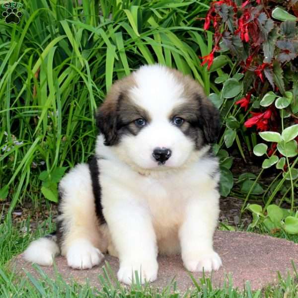 Judson, Great Pyrenees Mix Puppy